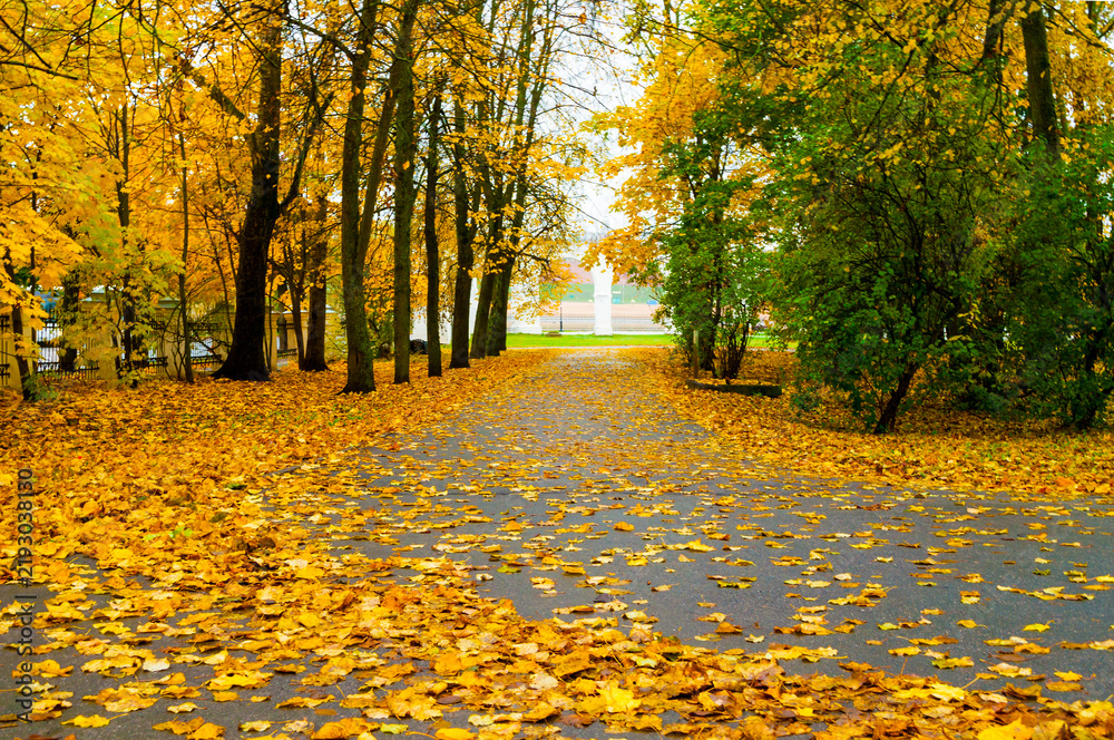 Obraz premium Autumn cloudy October park landscape background. A wide alley completely covered with fallen yellow leaves and tall trees lining the path