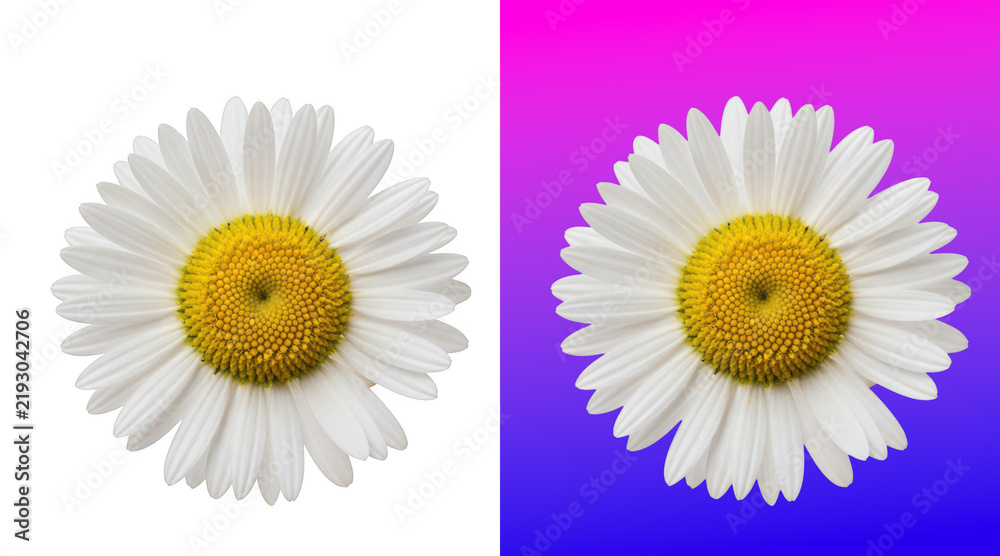 Obraz premium Beautiful white daisy flower with yellow center
