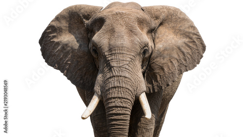 Foto African elephant head with large ears and tusks, isolated on transparent backgro