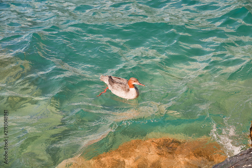 Goosander Swimming in Crystal Clear Turquoise Water of Lake Thun Near Interlaken Switzerland