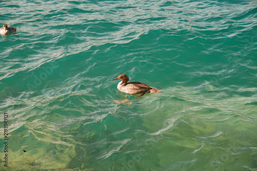 Goosander Swimming in Crystal Clear Turquoise Water of Lake Thun Near Interlaken Switzerland