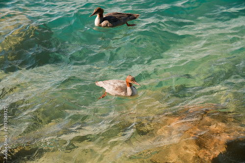 Goosander Swimming in Crystal Clear Turquoise Water of Lake Thun Near Interlaken Switzerland