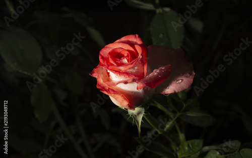 A beautiful and simple flower called a rose. The beauty of nature. Flower.