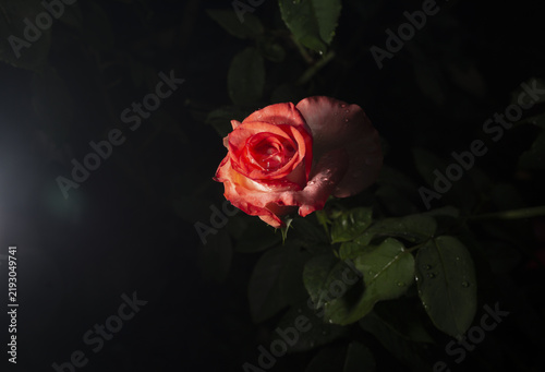 A beautiful and simple flower called a rose. The beauty of nature. Flower.