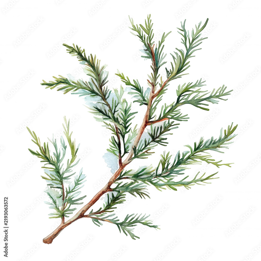 Fototapeta premium Juniper branch watercolor drawing with green foliage creating a botanical evergreen element transparent background