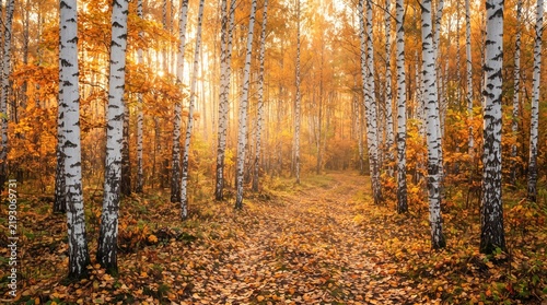Beautiful autumn forest with white birch trees and golden foliage in the sunlight.