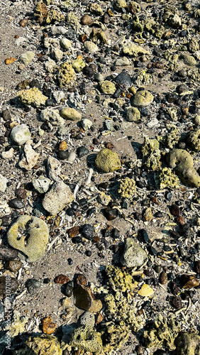 Cuadro en lienzo Coral fragments and colorful beach stones exposed on sandy shoreline after the o
