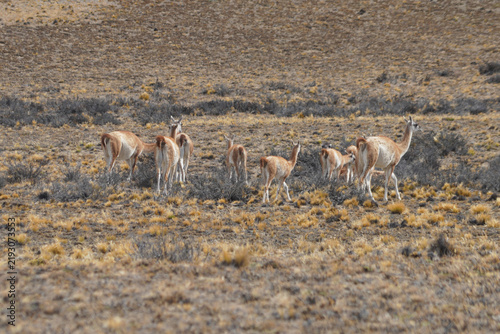 Konstfotografi Le Guanaco ,  (Lama guanicoe ) est un camélidé sauvage présent en Amérique du Sud