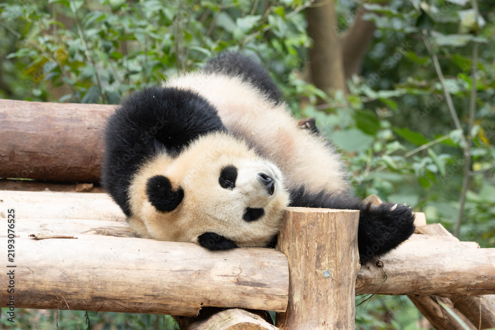 Fototapeta premium Playful Giant Panda Lying Upside Down on a Wooden Platform