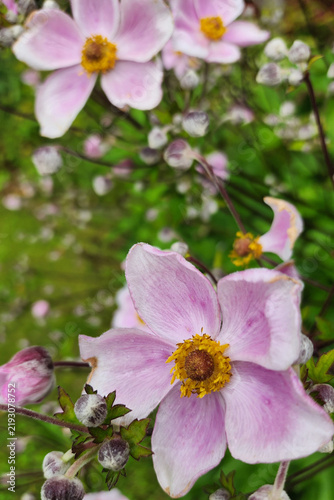 Pink japanese anemone flower blooming in garden