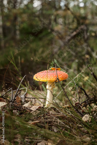 Bild auf Leinwand A closeup of a red poisonous mushroom Amanita muscaria in a autumn forest, fly a