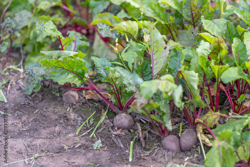 Foto Colorful beet greens dance in the sunlight over rich earthy soil while sturdy ro