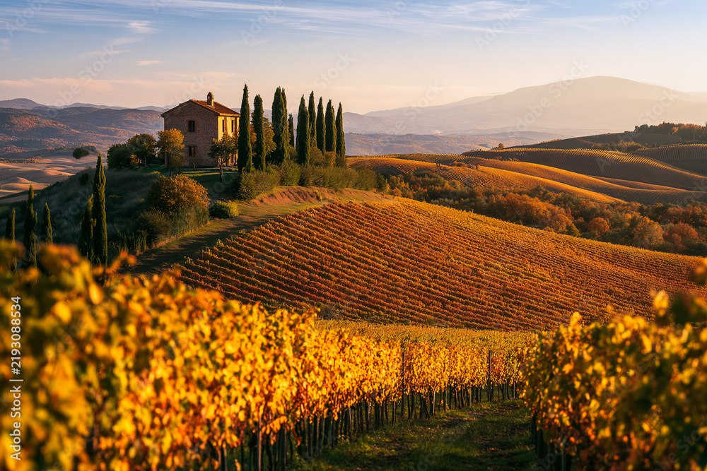 Obraz premium Rolling hills of Tuscany in autumn, vineyards with golden vines, rustic farmhouse, warm evening light