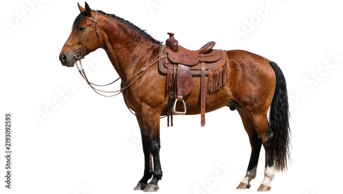 Brown horse with leather saddle and bridle, isolated on transparent background