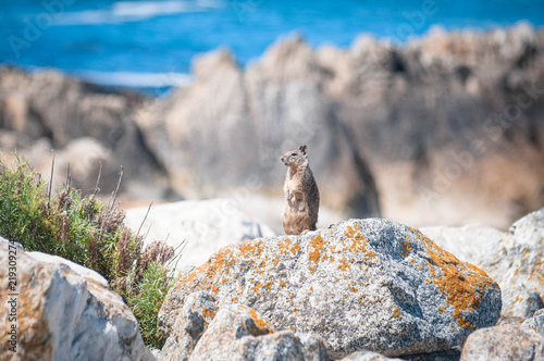 squirrel or chipmunk sitting on a rock in the coastline in Big Sur and Lobos National Park in California, United States.