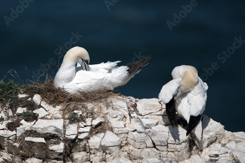 Quadro su tela A pair of Northern Gannets nesting