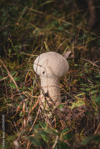Obraz na płótnie Large white puffball mushroom growing among forest vegetation in autumn
