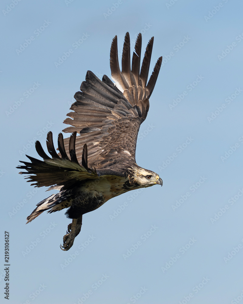 Fototapeta premium Flying eagle 6