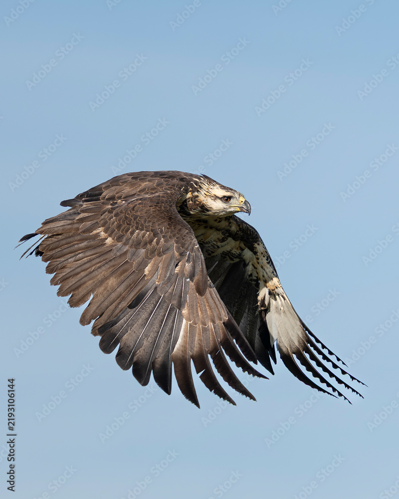 Fototapeta premium Flying eagle 3