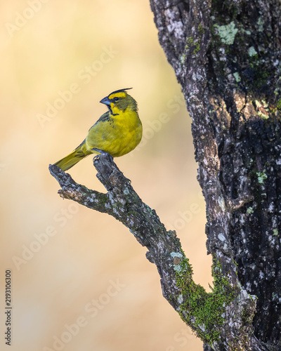 Yellow rare