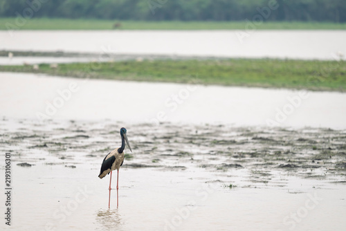 Black Necked