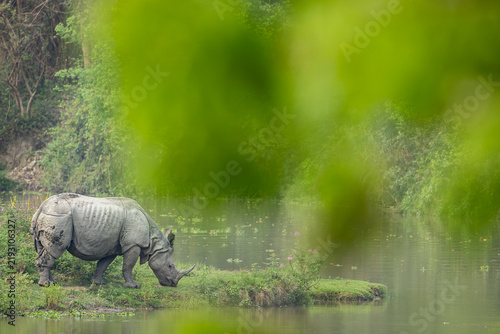 Konstfotografi Compo in rhino