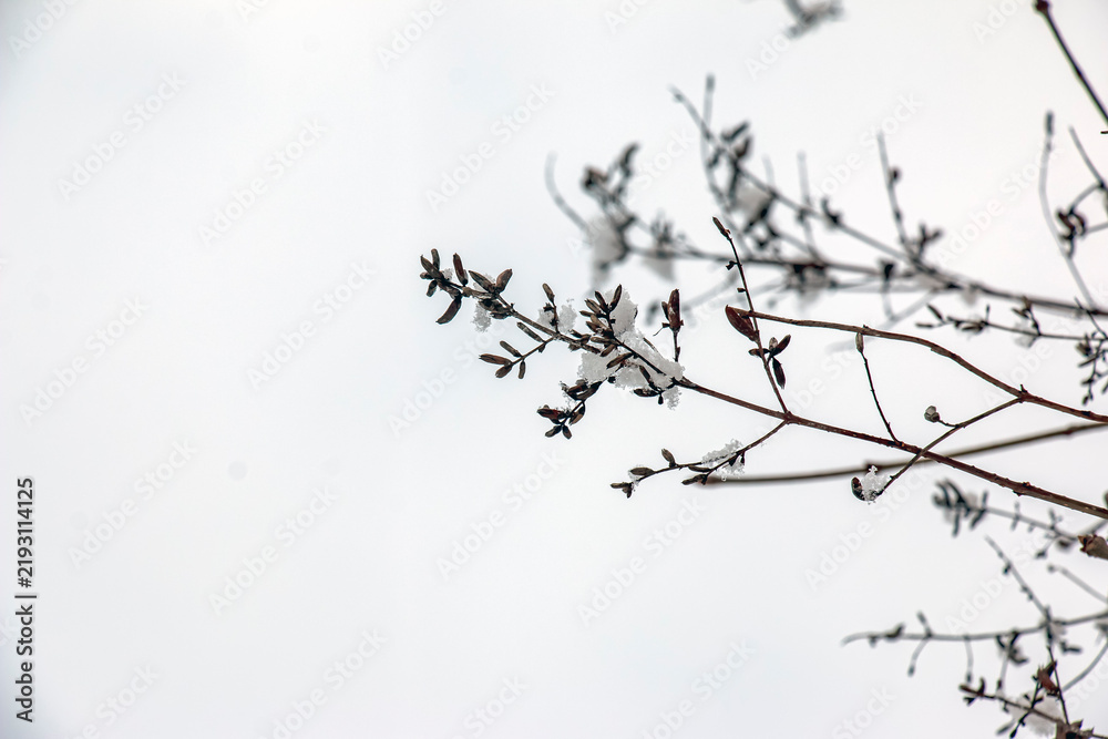 Obraz premium Snow-Covered Lilac Seed Capsules on Bare Winter Branches