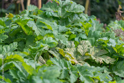 Foto Hogweed thrives vibrantly in a sunlit garden surrounded by lush greenery and a g