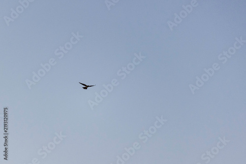 Ave volando sola en el cielo