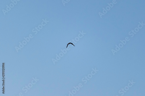 Ave volando sola en el cielo