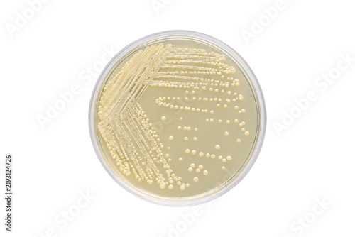 Petri dish with streaked cream-colored bacterial colonies growing on nutrient agar, isolated on a clean white background for microbiology laboratory research, clinical testing, and diagnostic science 