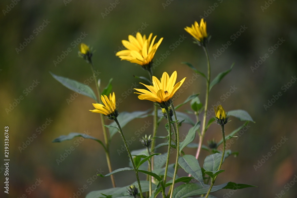 Obraz premium Group of vibrant yellow Jerusalem artichoke flowers blooming in the wild on slender stems against a soft blurred background