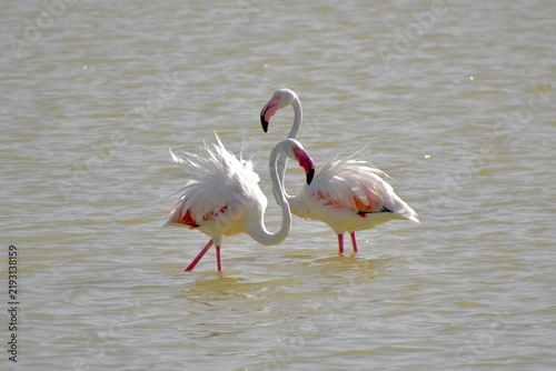 Two adult greater flamingos disyplaying courtship interaction with ruffled feathers in shallow water