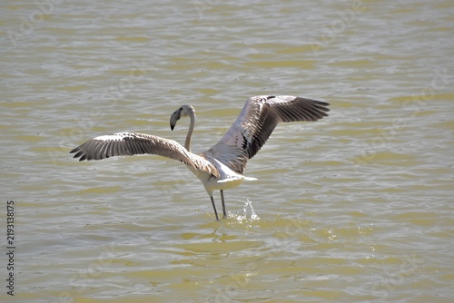 Juvenile greater flamingo flapping wings with water splashes in shallow lagoom