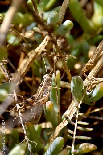 Egyptian grasshopper hiding among dry twigs and succulent coastal vegetation
