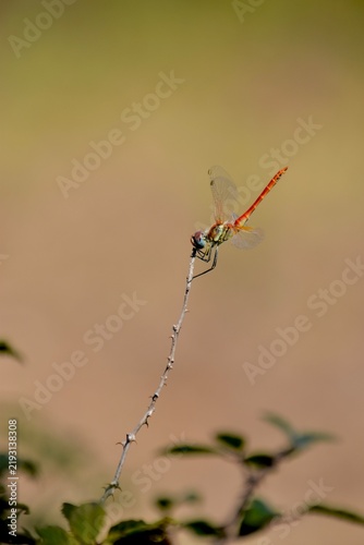 Red-veined darter dragonfly perching on a thorny stem with soft background