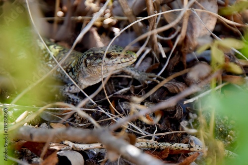 Common wall lizard well camouflaged in dry undergrowth branches and leaf litter