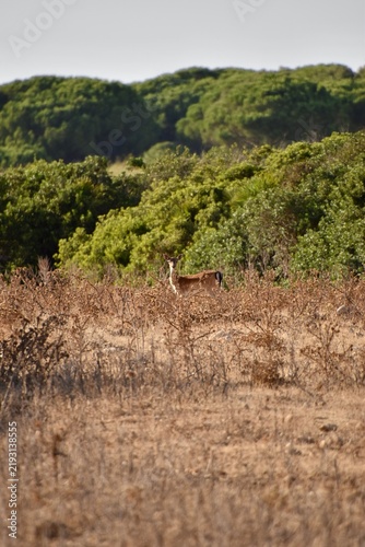 Fallow deer doe alert in dry mediterranean vegetation