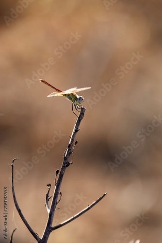 Dragonfly perching on top of a dry twig in warm backlit sunlight
