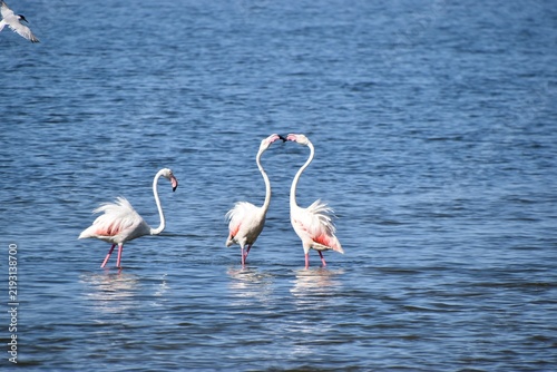 Two greater flamingos forming a heart shape with their necks