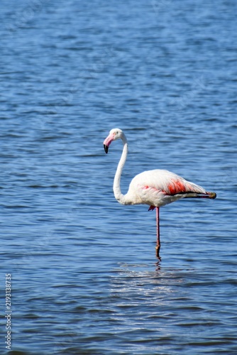 Greater flamingo standing on one leg in calm blue water
