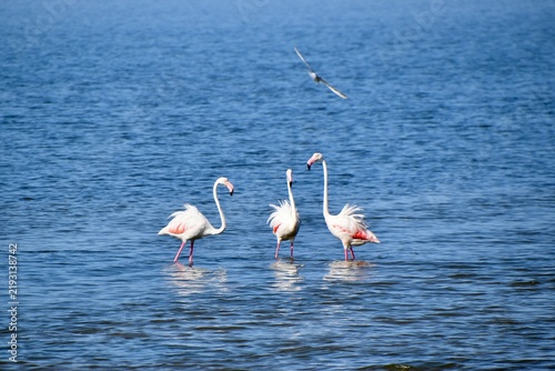 Group of greater flamingos standing in shallow blue water
