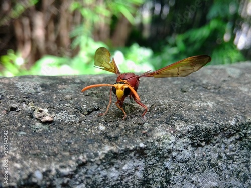 Macro shot of a red paper wasp perching on a concrete wall with spread wings