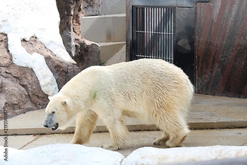 Tapety artystyczne 歩くホッキョクグマ・動物園で暮らす白熊