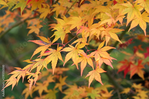 Acer palmatum 'Sango Kaku' foliage in Autumn.
