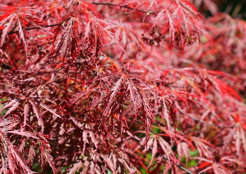 Acer palmatum dissectum 'Garnet' Tree