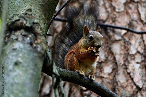 Obraz na plátně A cute squirrel is sitting on a tree branch, gnawing on a nut.