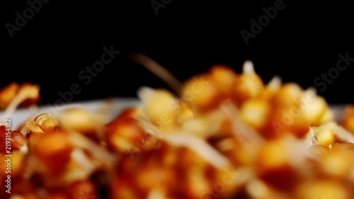 Millet seeds are growing and young stems are appearing from them filmed in macro and time lapse. Cultivating micro green at home for healthy diet. Organic farming against black background theme