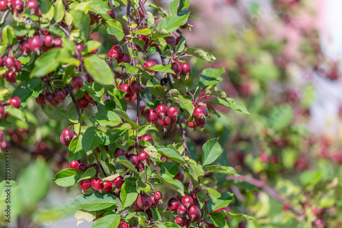 Ornamental crabapple tree bursting with vibrant red fruit on a sunny day in a tranquil garden setting