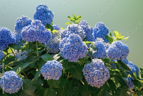 Beautiful blue flowers of Hydrangea macrophylla